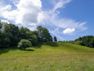 EifelSpur Heideblick über die hügelige Wiese EifelSpur Heideblick Wandern Nordeifel