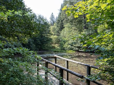 EifelSpur Wildnis Steg am Teich EifelSpur Wildnis Teich Wandern Nordeifel