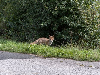 EifelSpur Fuchs am Wegrand EifelSpur Fuchs Nordeifel Wandern