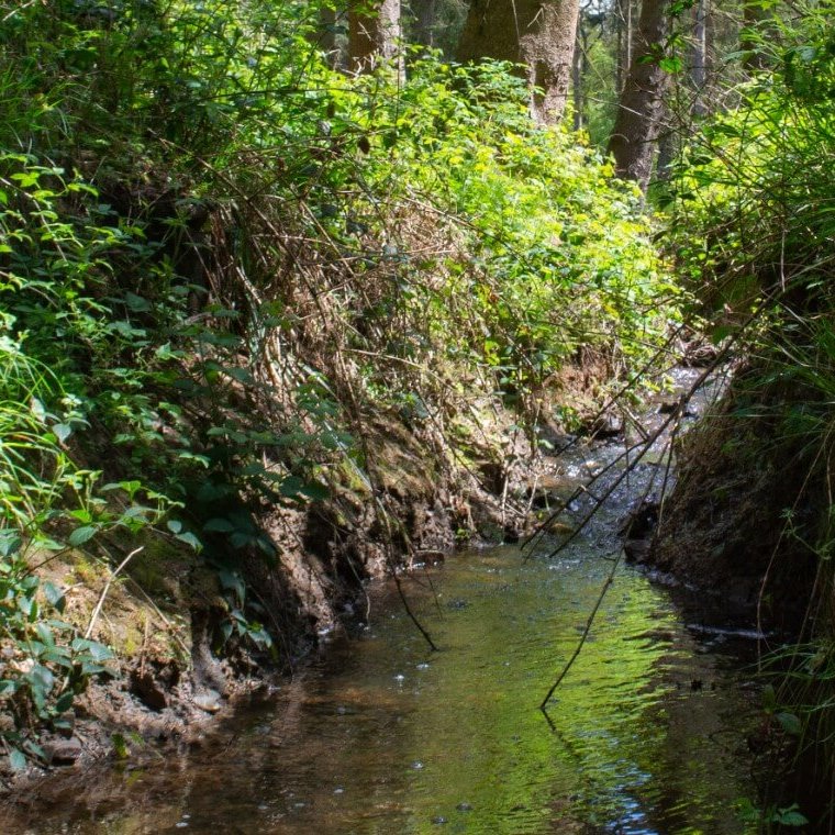 Kombach Kneipp Wandern Eifelspuren 