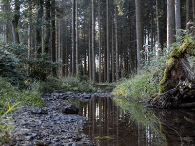 EifelSpur Quelle die Simmel EifelSpur Quelle die Simmel Wald Nordeifel