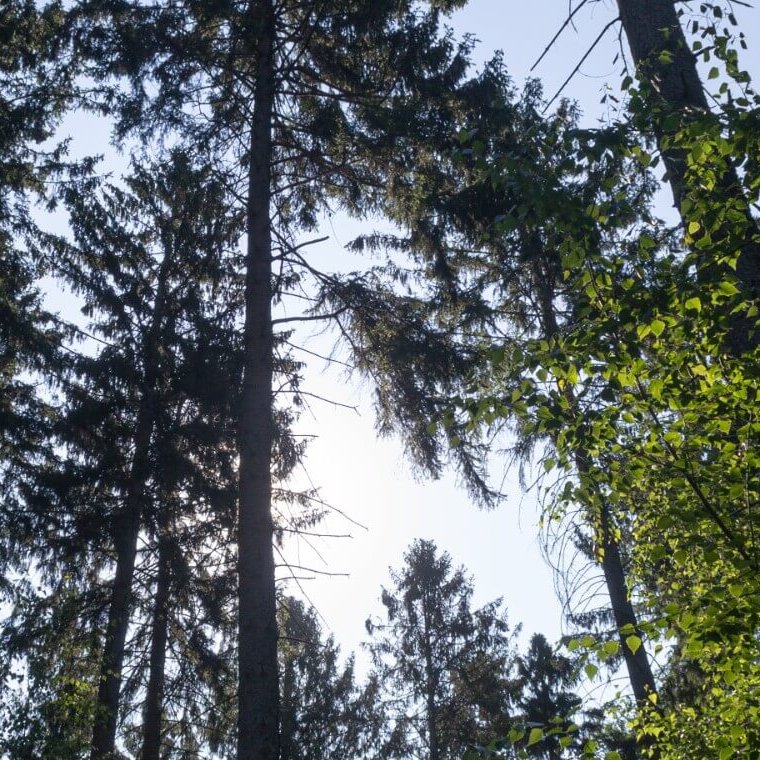 Baumkronen Schweinheim Wandern Eifel 